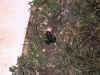 big_frog.JPG (81509 bytes)
