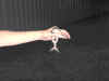 bullfrog1.JPG (55900 bytes)