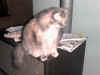 cat55.JPG (41190 bytes)
