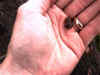 froggy1.JPG (43606 bytes)