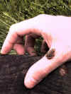 froggy3.JPG (47690 bytes)
