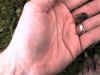 froggy5.JPG (37788 bytes)