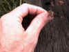 froggy7.JPG (50788 bytes)