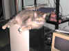lazycat1.JPG (46805 bytes)