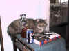 sleepykitty2.JPG (44245 bytes)