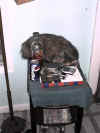 sleepykitty.JPG (39615 bytes)