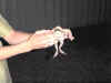 smokin_frog.JPG (49190 bytes)