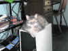 spoiledcat1.JPG (52325 bytes)