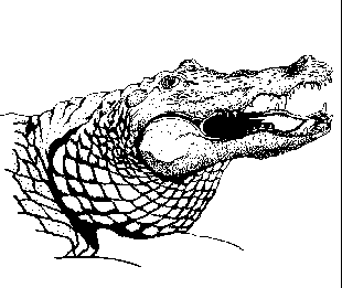 crocodile