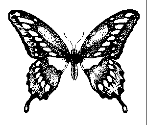 Butterfly