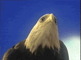 eagleani.gif (44586 bytes)