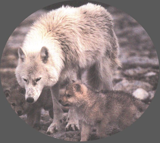 mompup.jpg (91757 bytes)