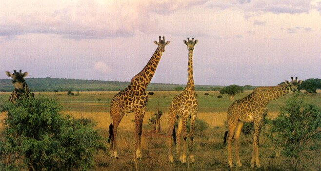 giraffe