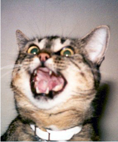 Comical Caption Image #2