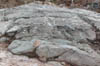DSCN4009
