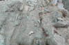 DSCN4030