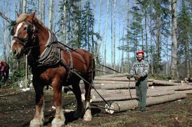 Horse logging
