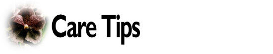 Care Tips