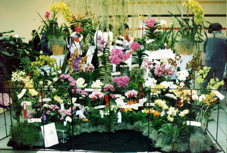 1998 South Coast Orchid Society Show