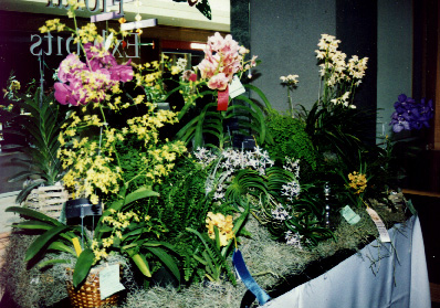 1998 South Coast Orchid Society Show