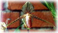 Paph