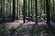 Hallerbos
