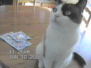 kitty