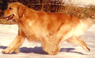 golden.jpg (12874 bytes)