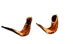 Small Shofars