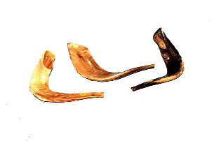 Medium Shofars