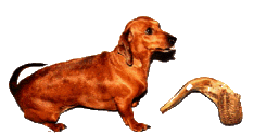Pepper..The Knight's Dog