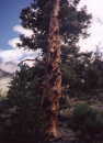 smalltree.jpg (2741 bytes)