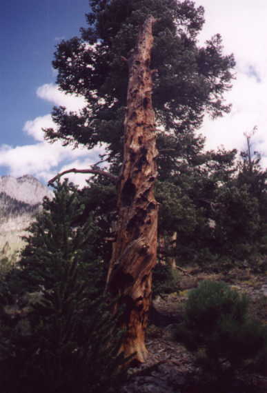 tree.jpg (25815 bytes)