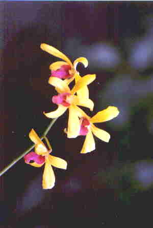 dendrobium.jpg (7331 bytes)