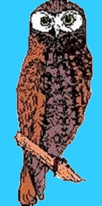 Common Name : Norfolk Island Boobook Owl (Endangered Animals of the World )