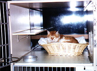 PICTURE OF SPIKE IN VIEW CONDO