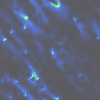 Faded Blue Cell
