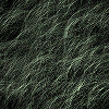Moss