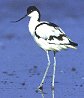 European Avocet