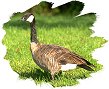 Canada Goose