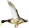 Mallard