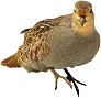 Partridge