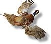 Pheasant