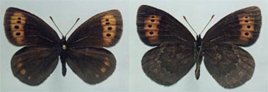 Erebia fletcheri daurica, holotype male