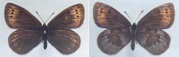 Erebia dabanensis sokhondoensis, paratype female