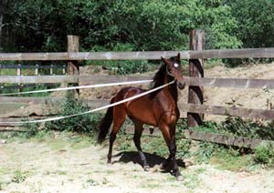 astrenew1a.jpg (28103 bytes)