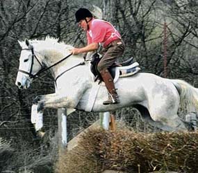 A Vitality filled horse