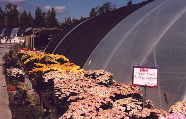 Ivey's Mum Sale 1997
