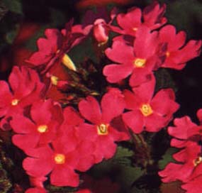 'Bright Pink' Temari verbena