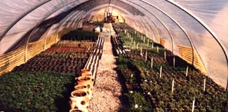 Our Perennial Greenhouse